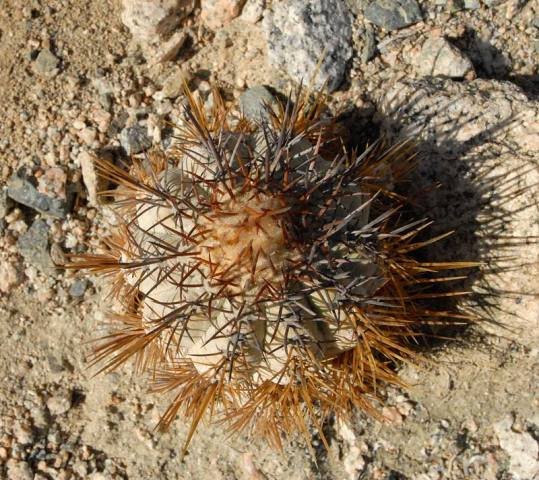 Copiapoa_atacamensis